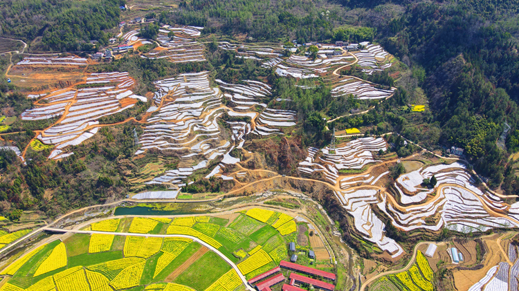 王家灣村高山莓茶園_副本1.jpg